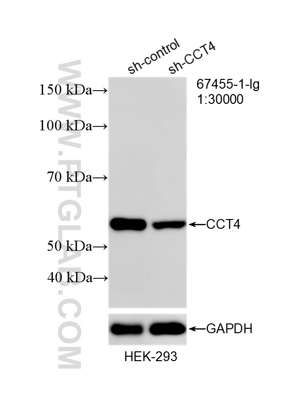 WB analysis of HEK-293 using 67455-1-Ig