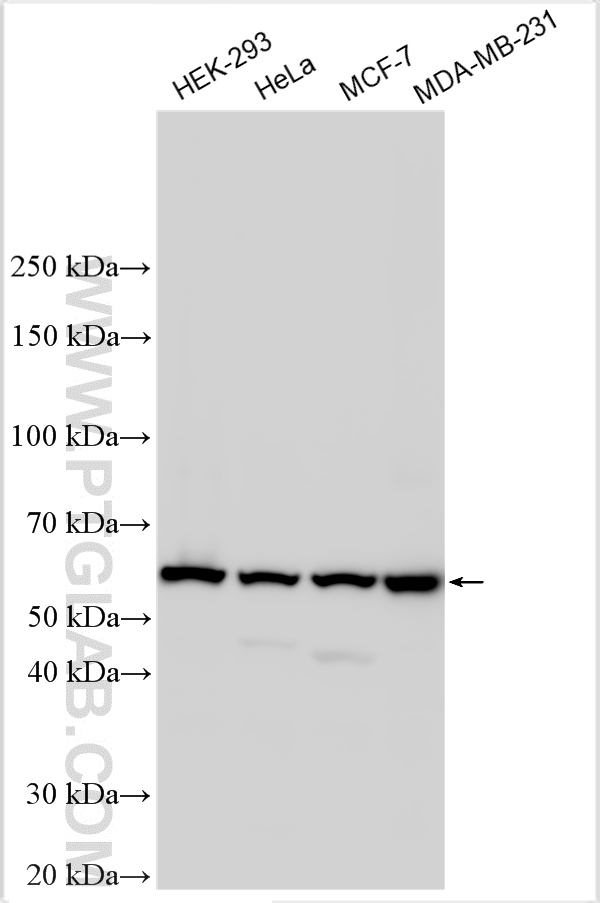 WB analysis using 15994-1-AP