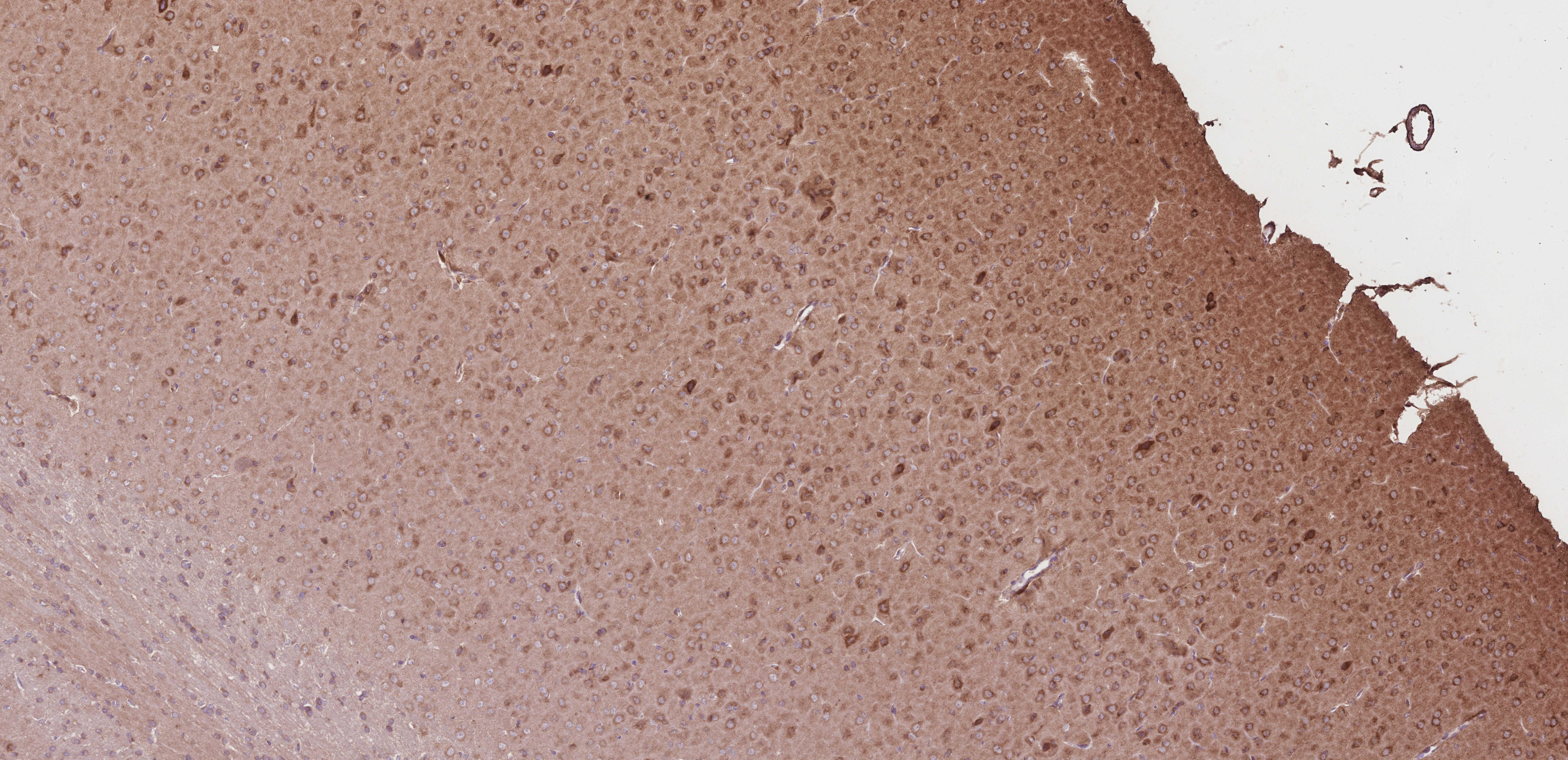 IHC staining of rat brain using 67540-1-Ig