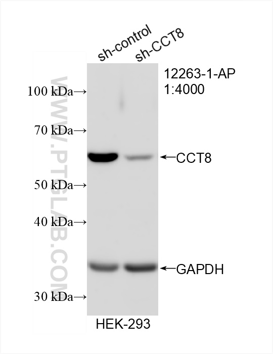 WB analysis of HEK-293 using 12263-1-AP