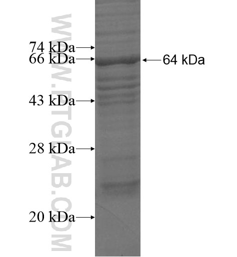 CCT8L2 fusion protein Ag15348 SDS-PAGE CCT8L2 fusion protein Ag15348 SDS-PAGE