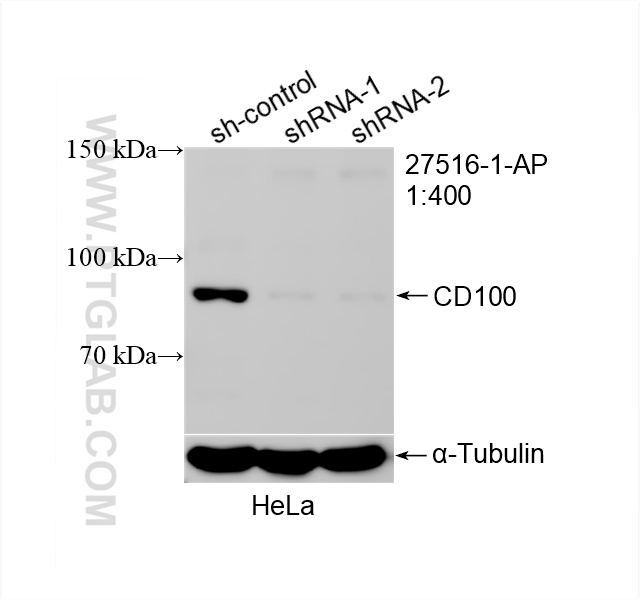 WB analysis of HeLa using 27516-1-AP