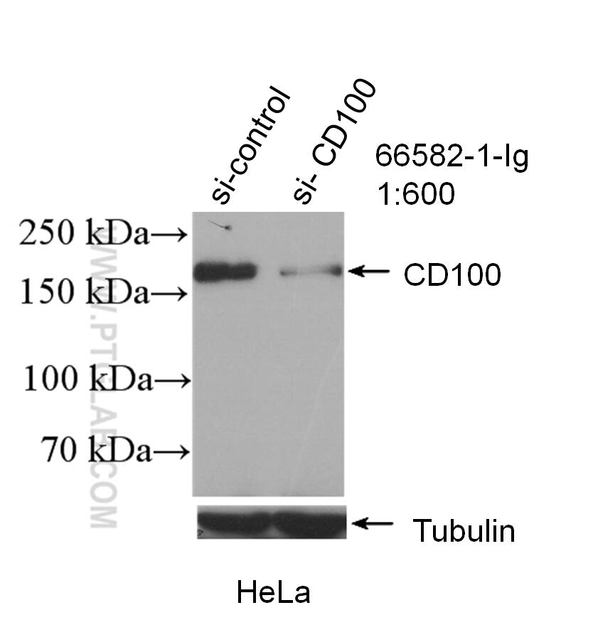 WB analysis of HeLa using 66582-1-Ig (same clone as 66582-1-PBS)