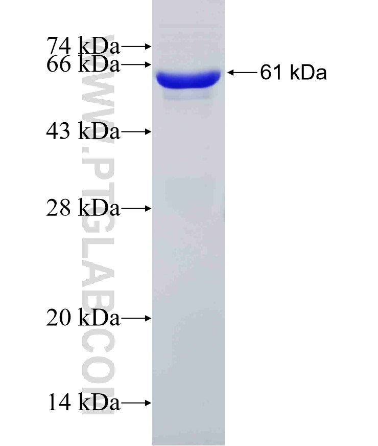 CD100 fusion protein Ag5769 SDS-PAGE