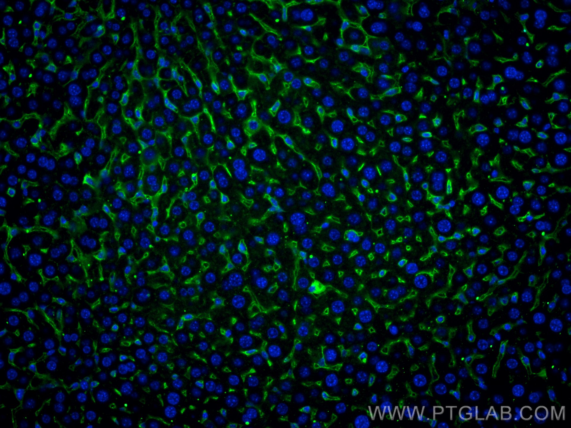 IF Staining of mouse liver using 65048-1-Ig