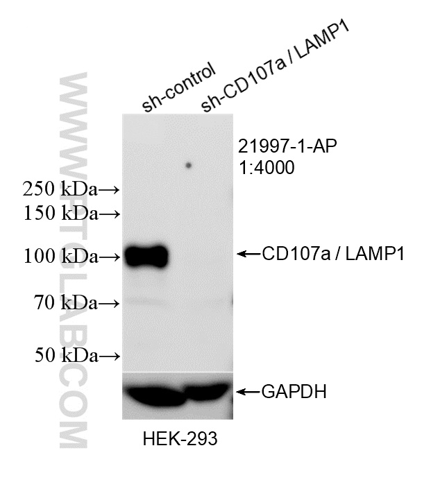 WB analysis of HEK-293 using 21997-1-AP