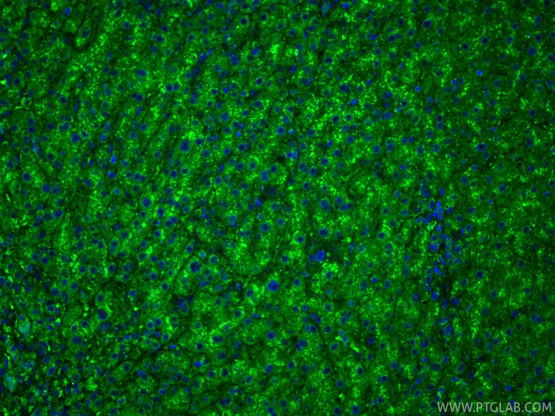 IF Staining of human liver using 67300-1-Ig