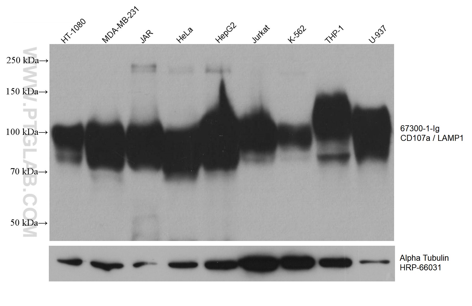 WB analysis using 67300-1-Ig (same clone as 67300-1-PBS)