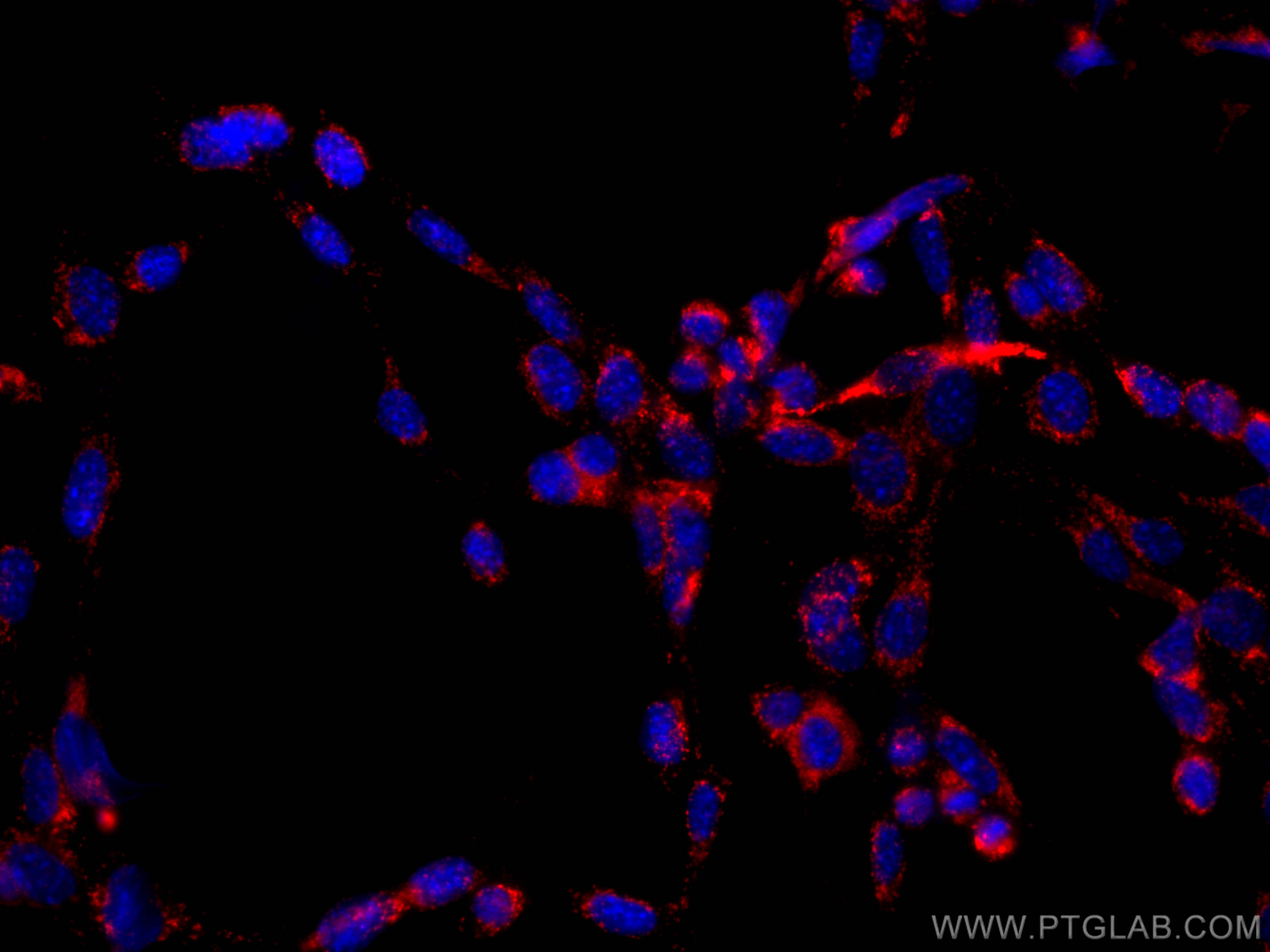 IF Staining of NIH/3T3 using CL647-65050