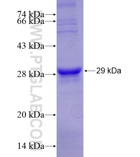 CD107a fusion protein Ag28869 SDS-PAGE