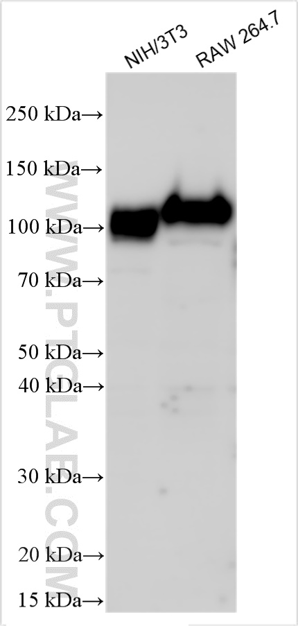 WB analysis using 32435-1-AP