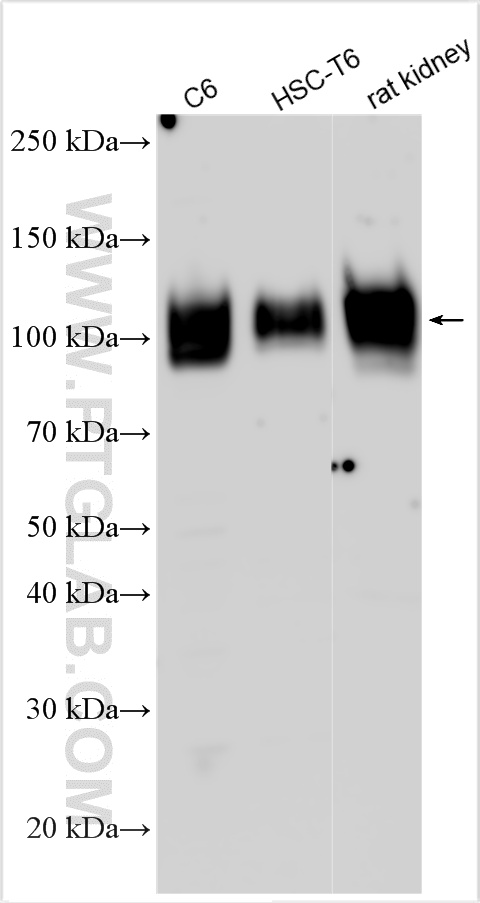 WB analysis using 32435-1-AP