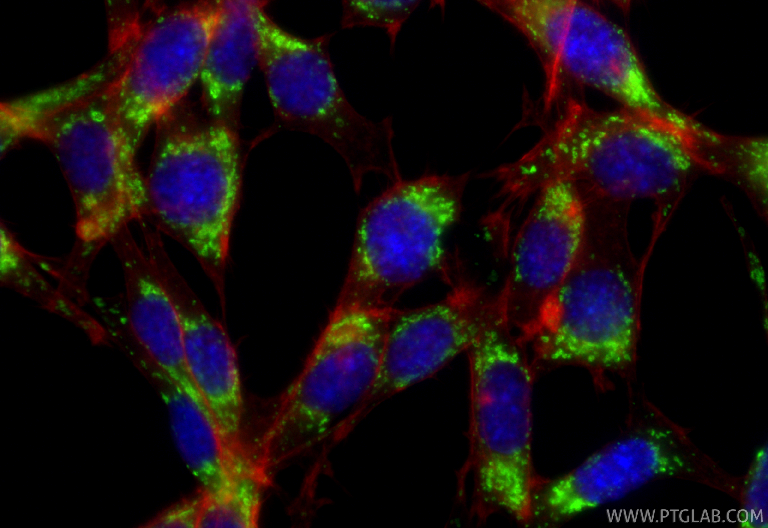 IF Staining of NIH/3T3 using 33243-1-AP