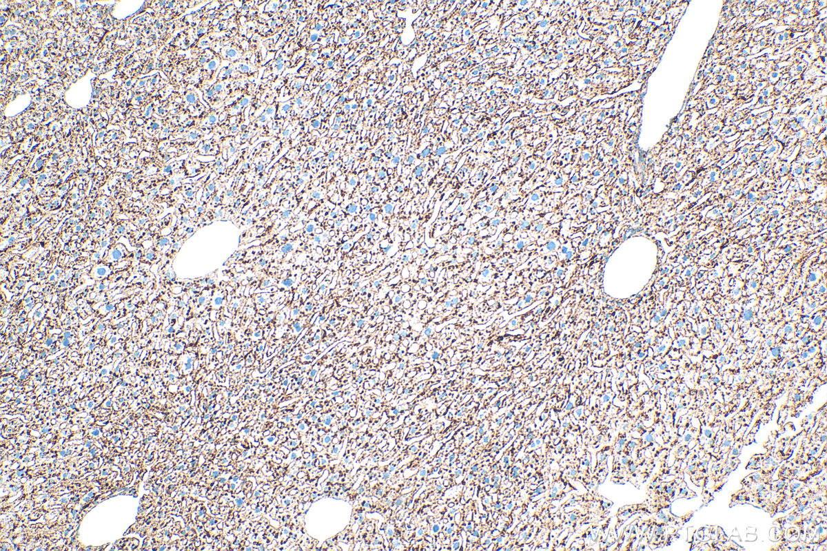 IHC staining of mouse liver using 33243-1-AP