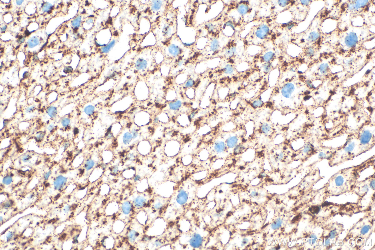 IHC staining of mouse liver using 33243-1-AP