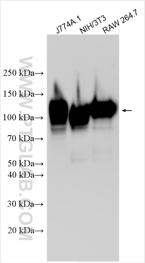 WB analysis using 33243-1-AP