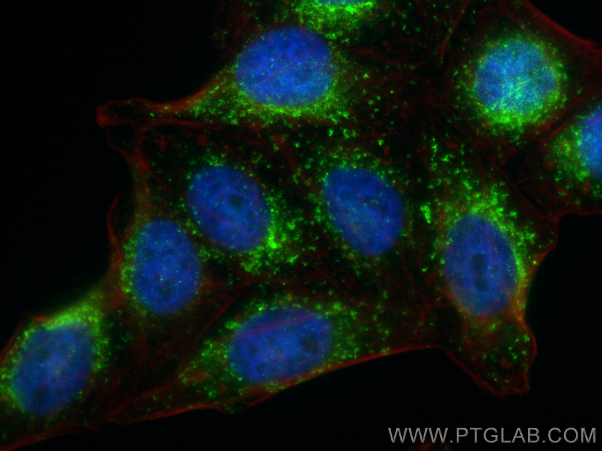 IF Staining of HepG2 using 65596-1-MR