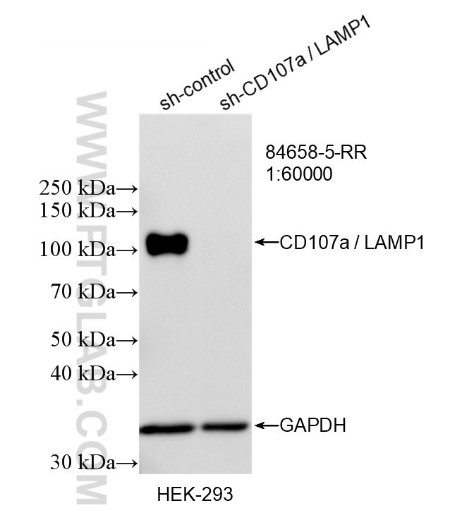 WB result of CD107a / LAMP1 antibody (<a class='green' href='/productredirect?CatalogNo=84658-5-RR' target='_blank'>84658-5-RR</a>; 1:60000; incubated at room temperature for 1.5 hours) with sh-Control and sh-CD107a / LAMP1 transfected HEK-293 cells. This data was developed using the same antibody clone with 84658-5-PBS in a different storage buffer formulation. WB analysis of HEK-293 using 84658-5-RR (same clone as 84658-5-PBS)
