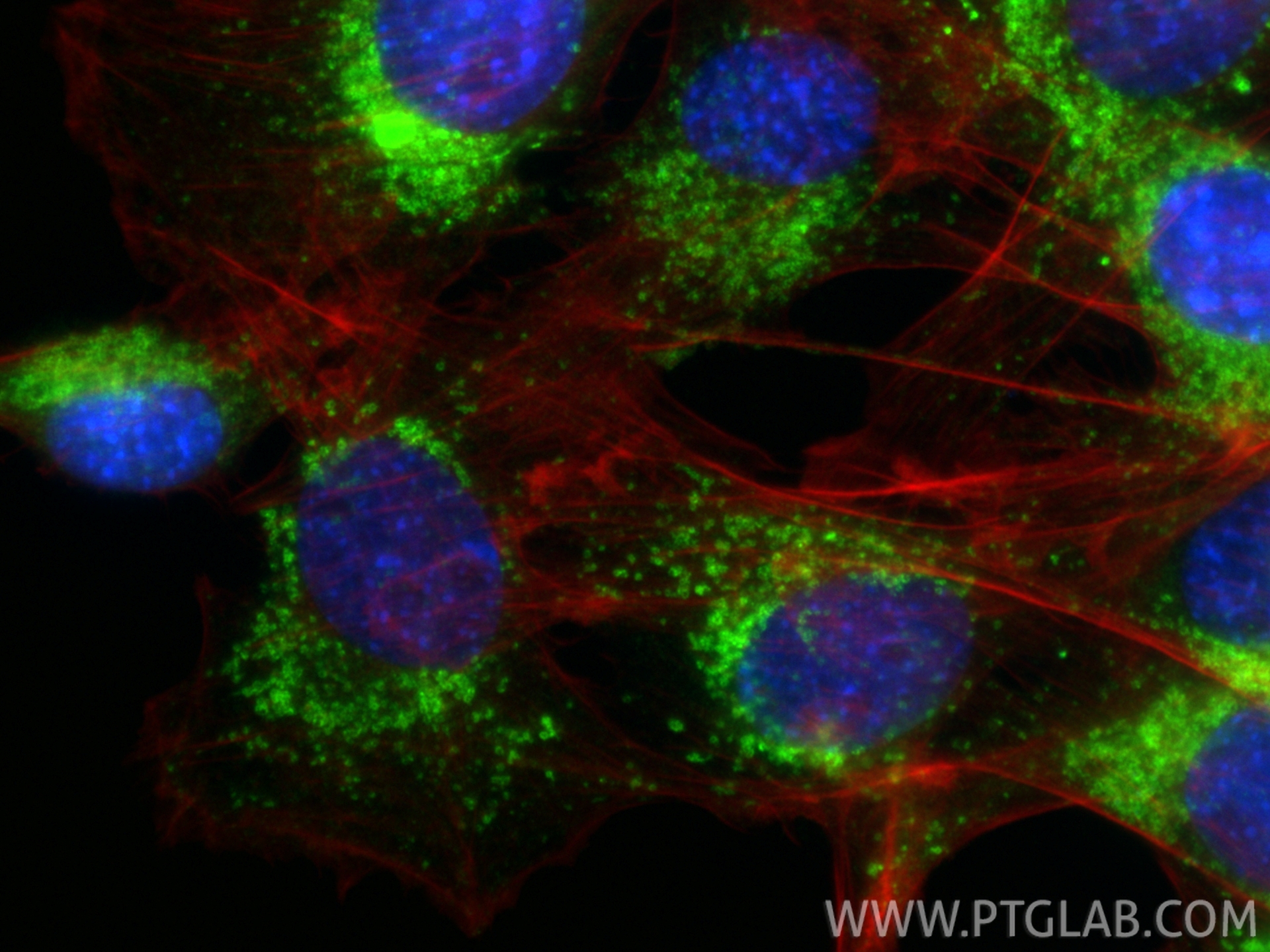 IF Staining of C2C12 using 86337-2-RR