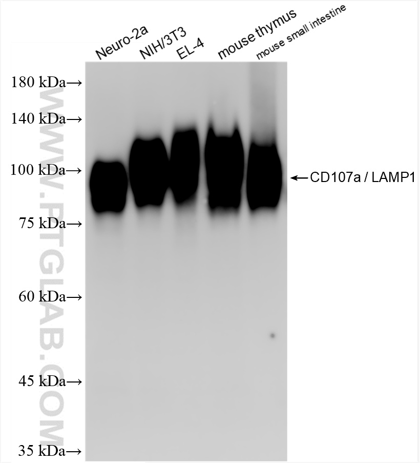 WB analysis using 86337-2-RR