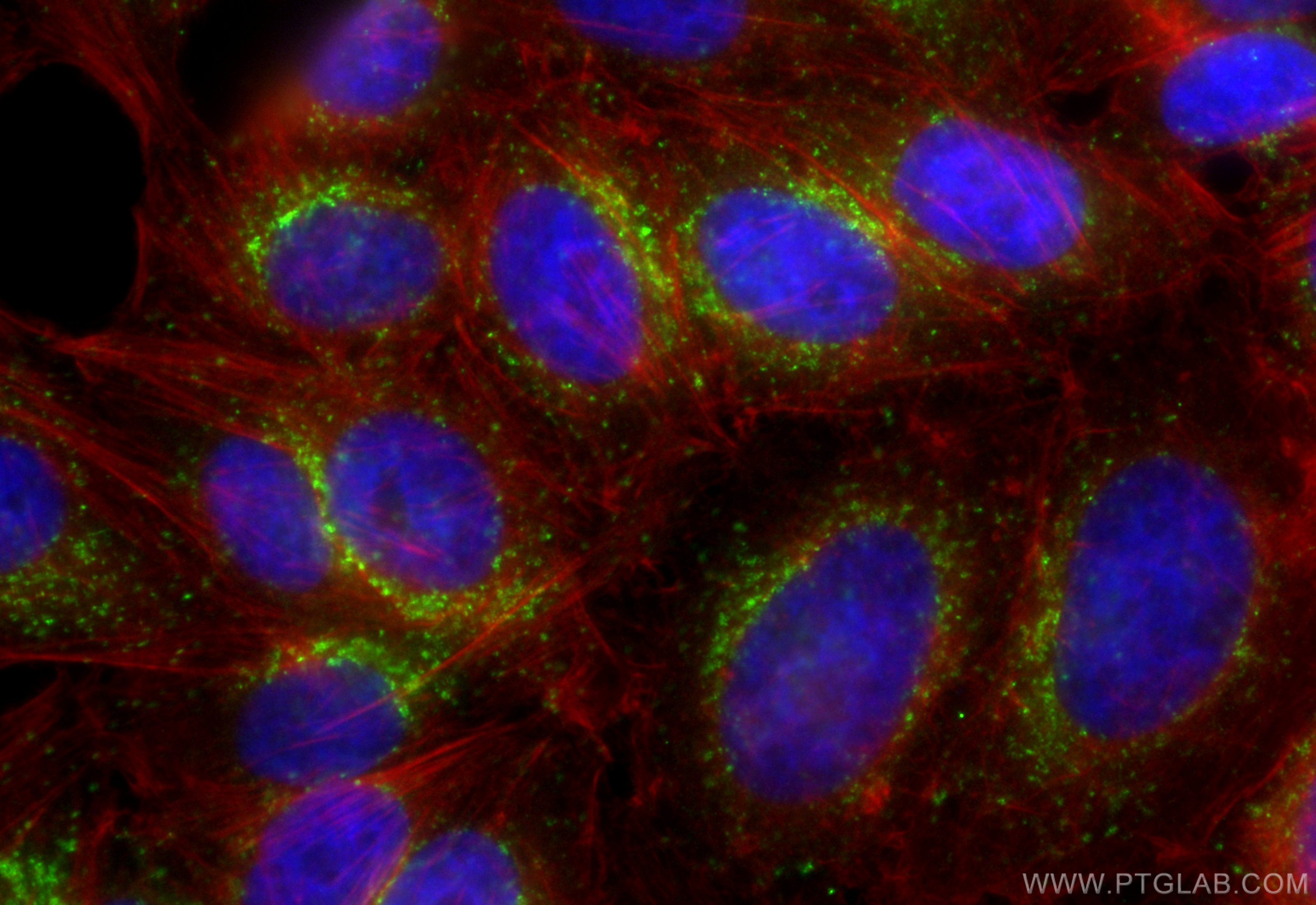 IF Staining of HepG2 using CL488-84658-5