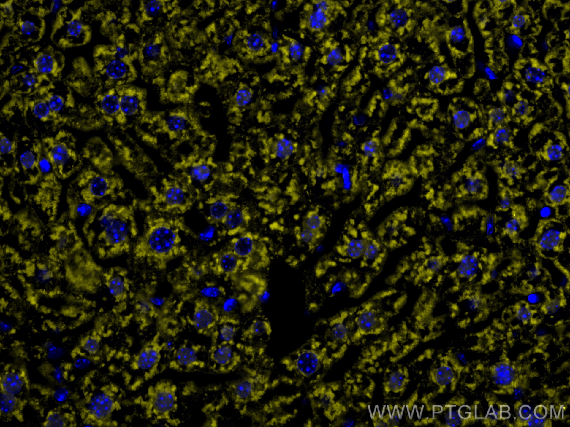 IF Staining of mouse liver using CL532-67300