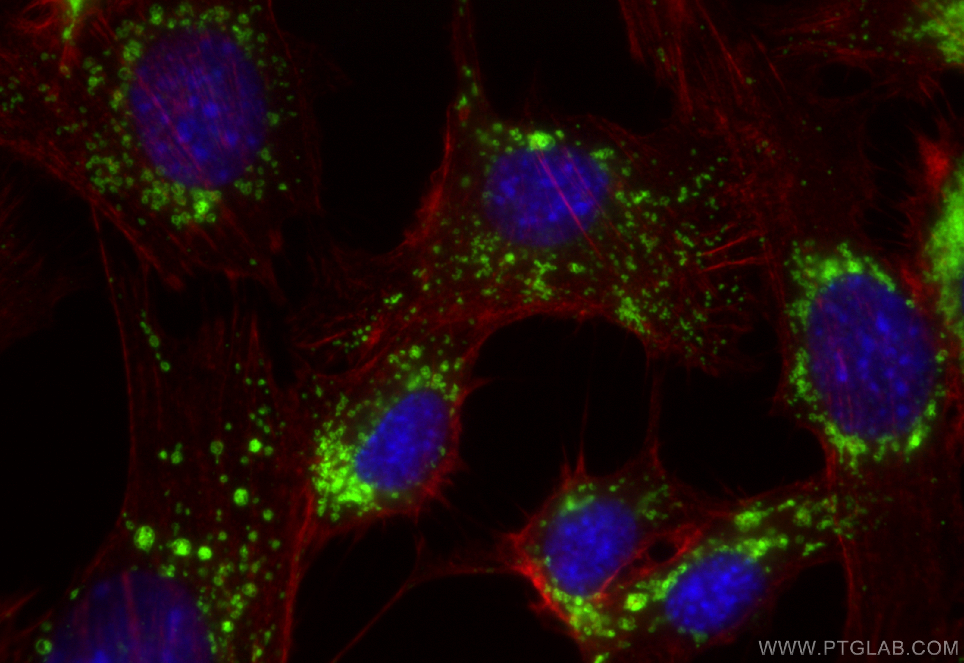 IF Staining of NIH/3T3 using 32148-1-AP