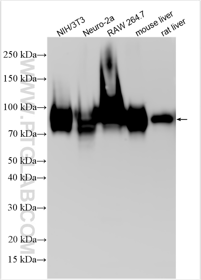 WB analysis using 32148-1-AP