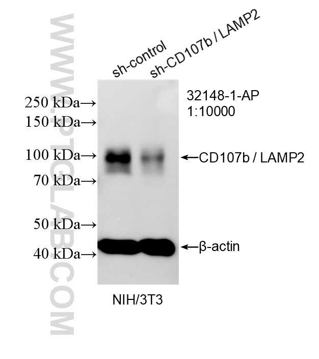 WB analysis of NIH/3T3 using 32148-1-AP