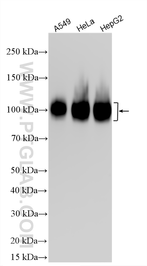 WB analysis using 34523-1-AP