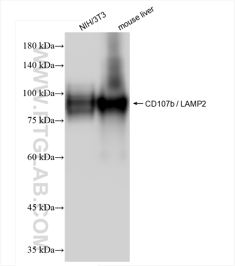 WB analysis using 84474-3-RR