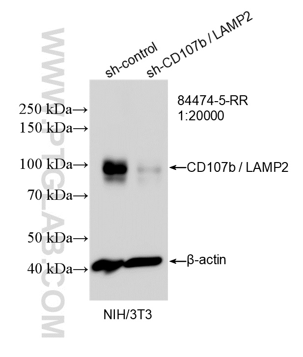 WB analysis of NIH/3T3 using 84474-5-RR