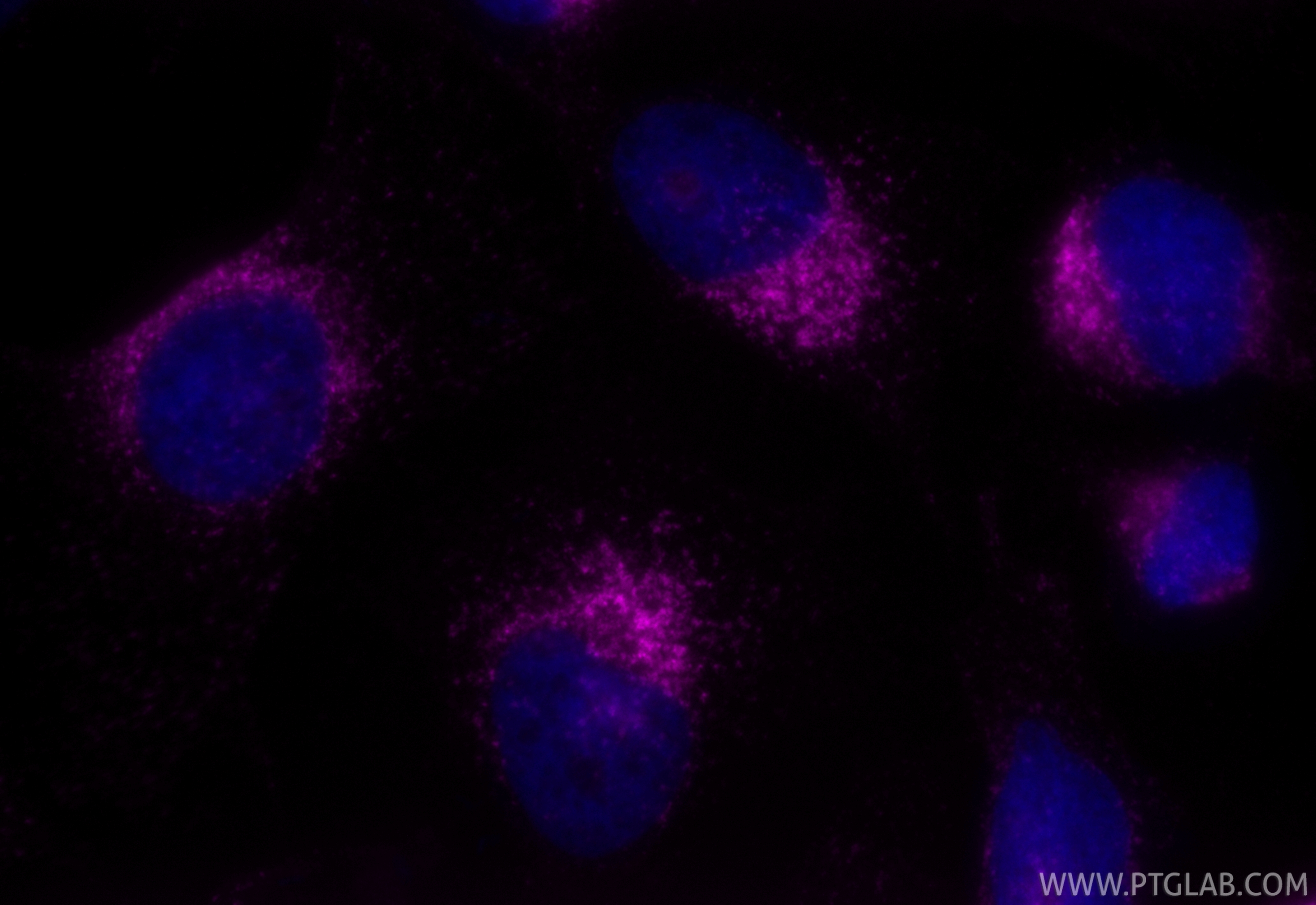 IF Staining of HeLa using APC-FcA65566 IF Staining of HeLa using APC-FcA65566