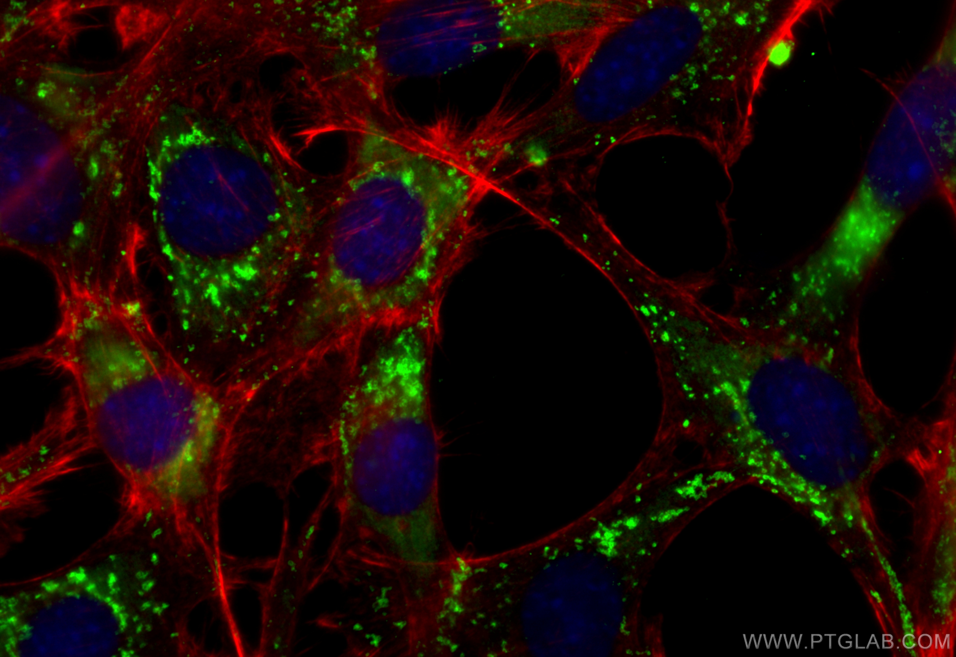 IF Staining of NIH/3T3 using CL488-84474-5