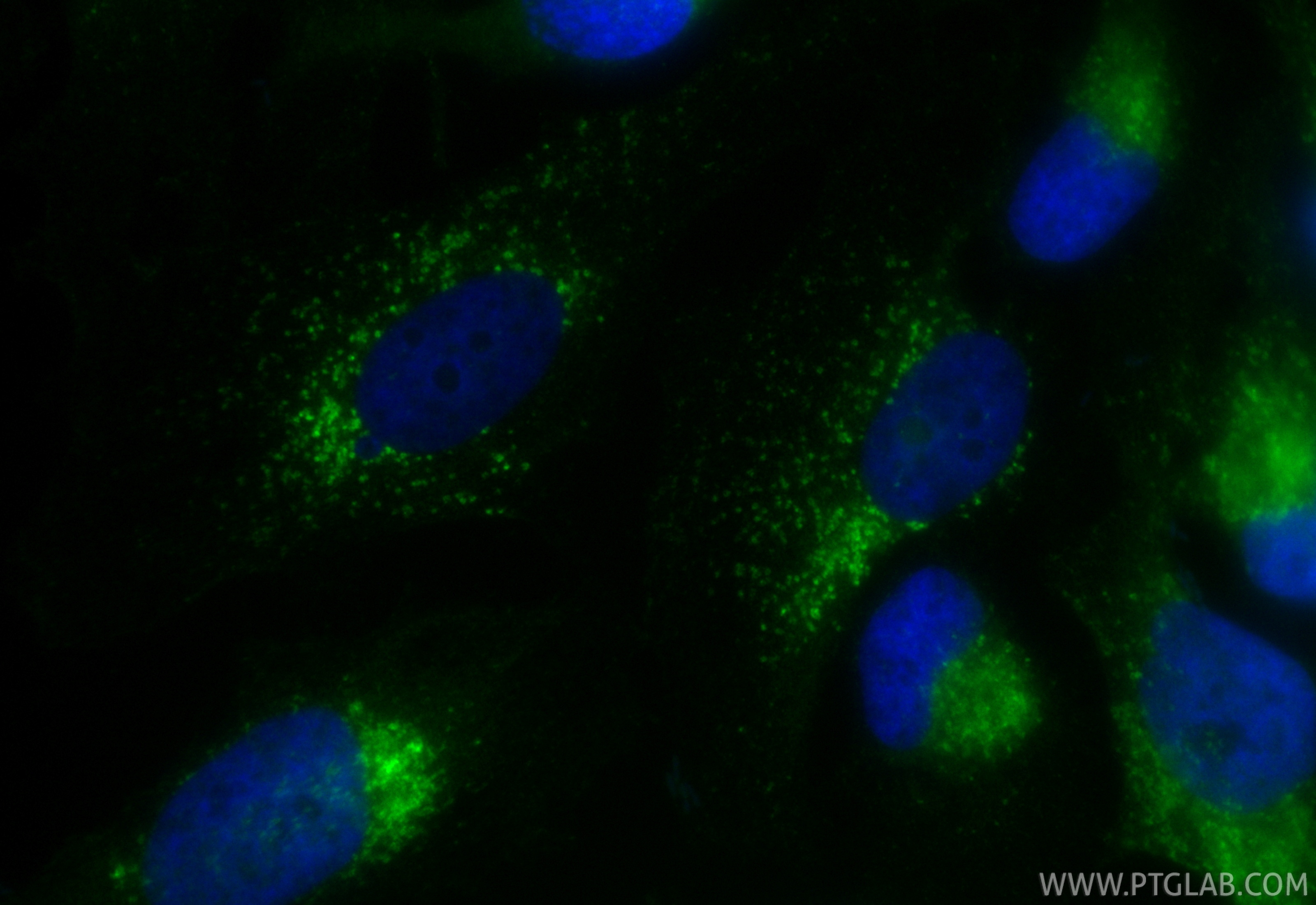 IF Staining of HeLa using CL488-FcA65566