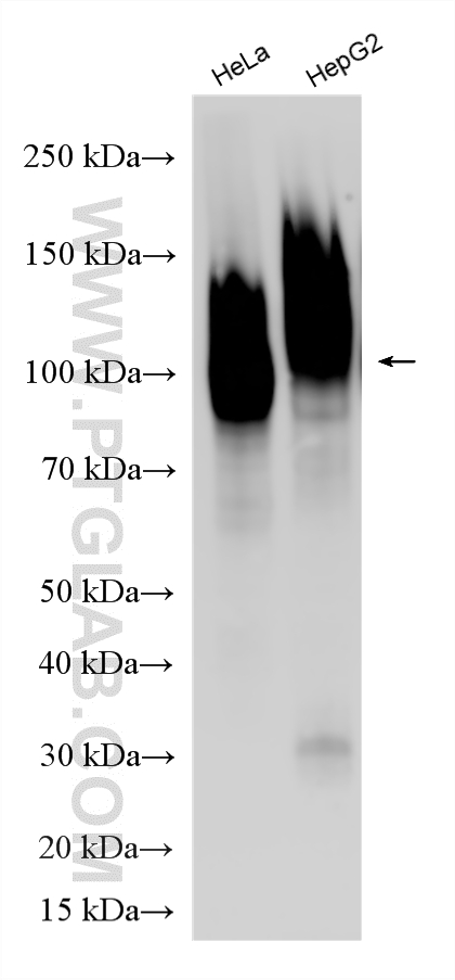 WB analysis using RMX00094