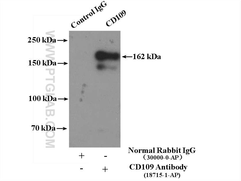 IP experiment of PC-3 using 18715-1-AP