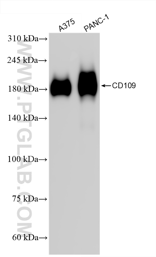 WB analysis using 85924-4-RR