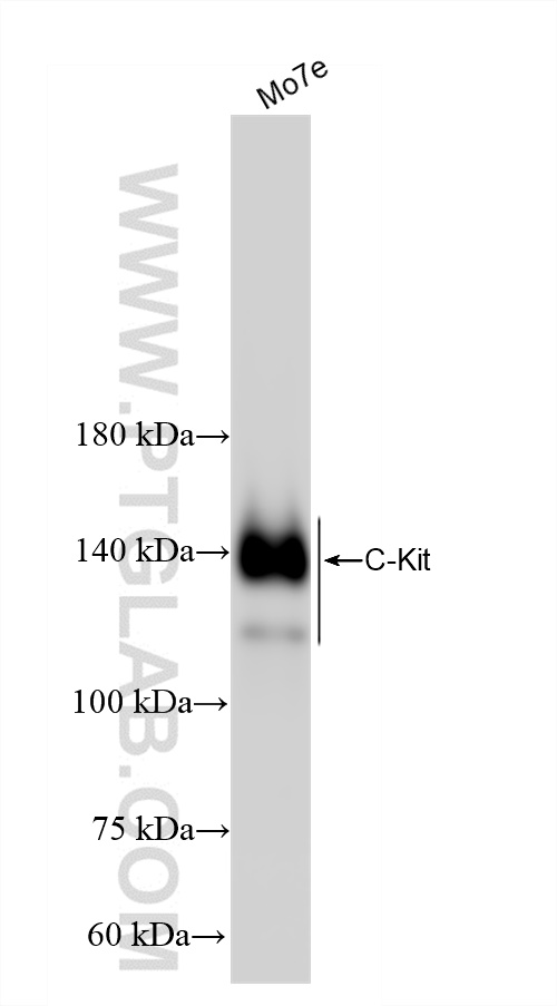 WB analysis of Mo7e using 84259-5-RR