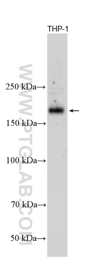 THP-1 cells were subjected to SDS PAGE followed by western blot with 66256-1-Ig (CD11a antibody) at dilution of 1:10000 incubated at room temperature for 1.5 hours. WB analysis using 66256-1-Ig