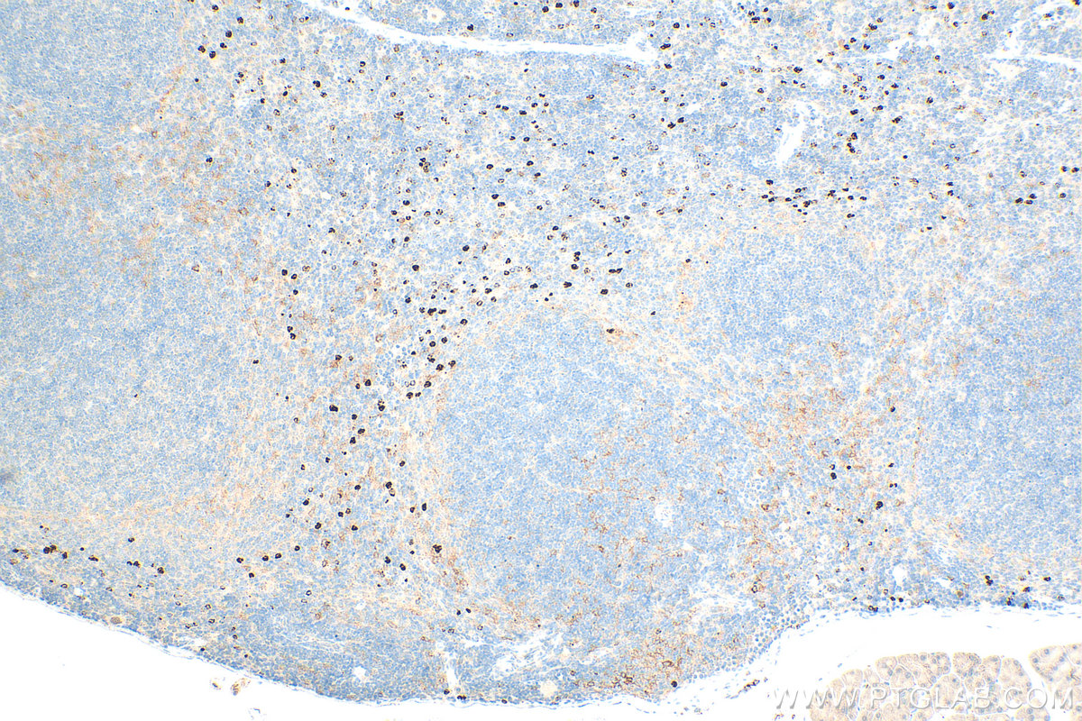 IHC staining of mouse spleen using 31745-1-AP IHC staining of mouse spleen using 31745-1-AP