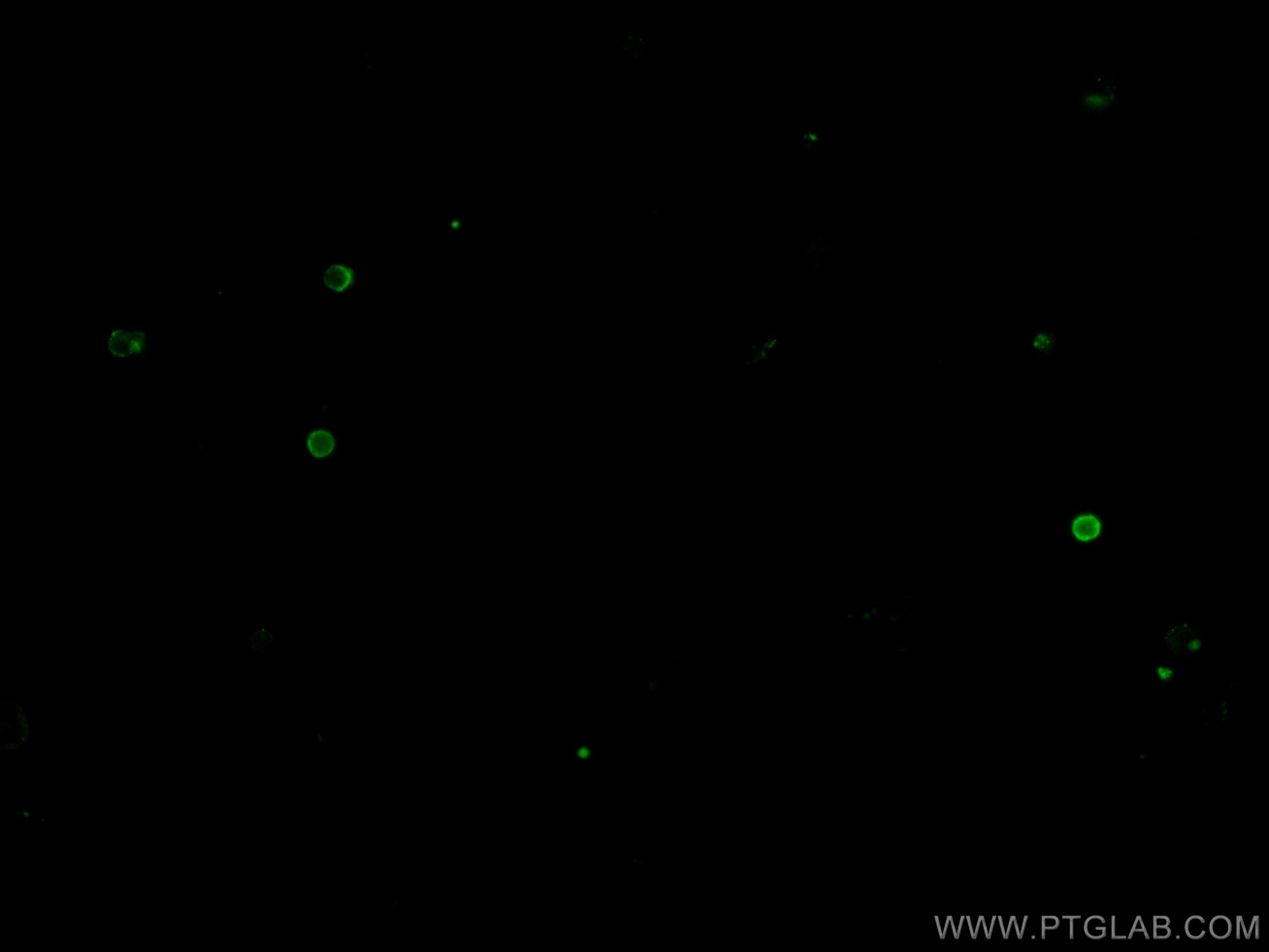 IF Staining of mouse splenocytes using CL488-65130