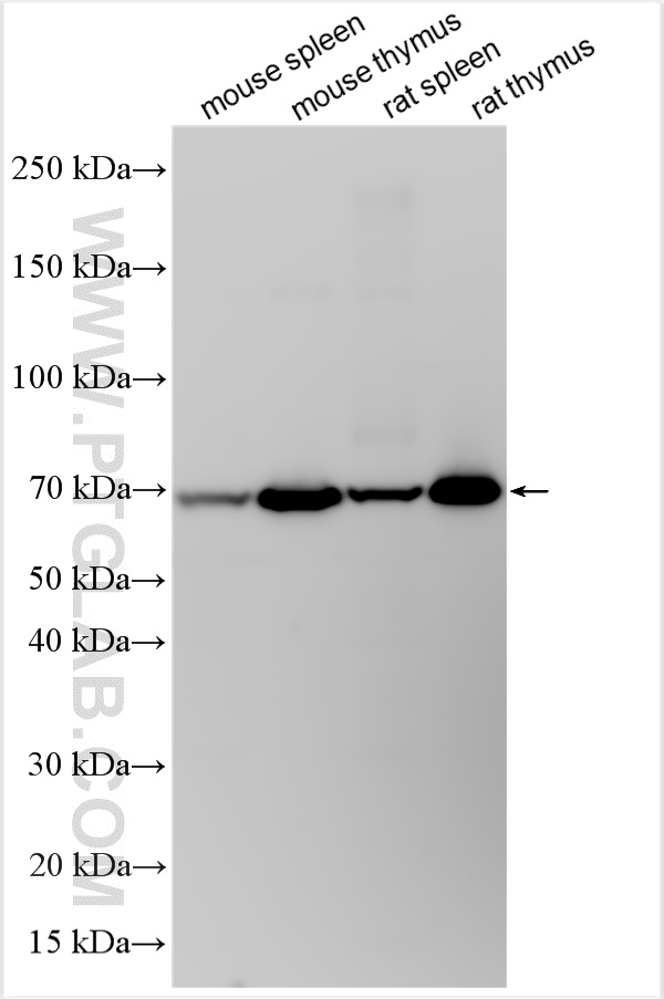WB analysis using 32546-1-AP