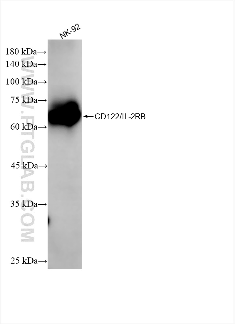 WB analysis using 84389-2-RR