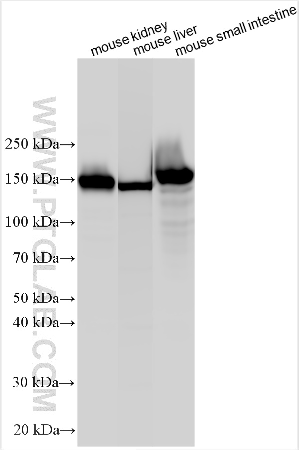 WB analysis using 32752-1-AP