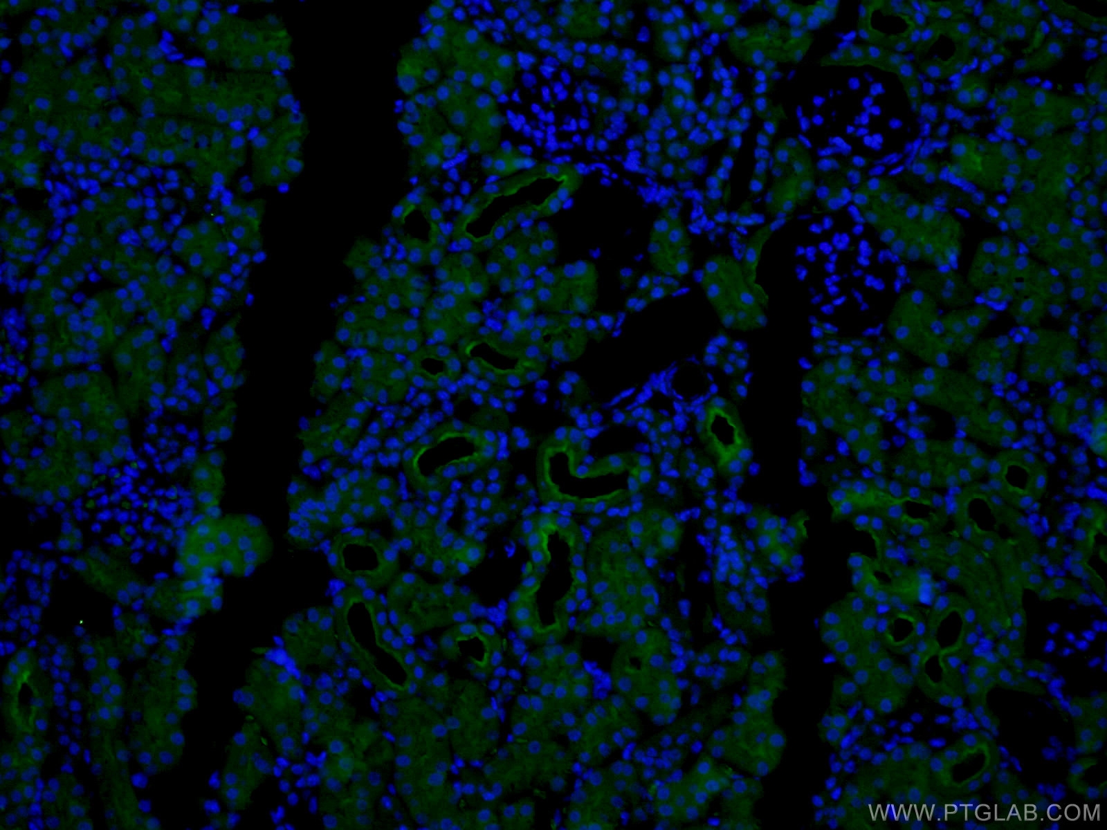 IF Staining of mouse kidney using CL488-14553