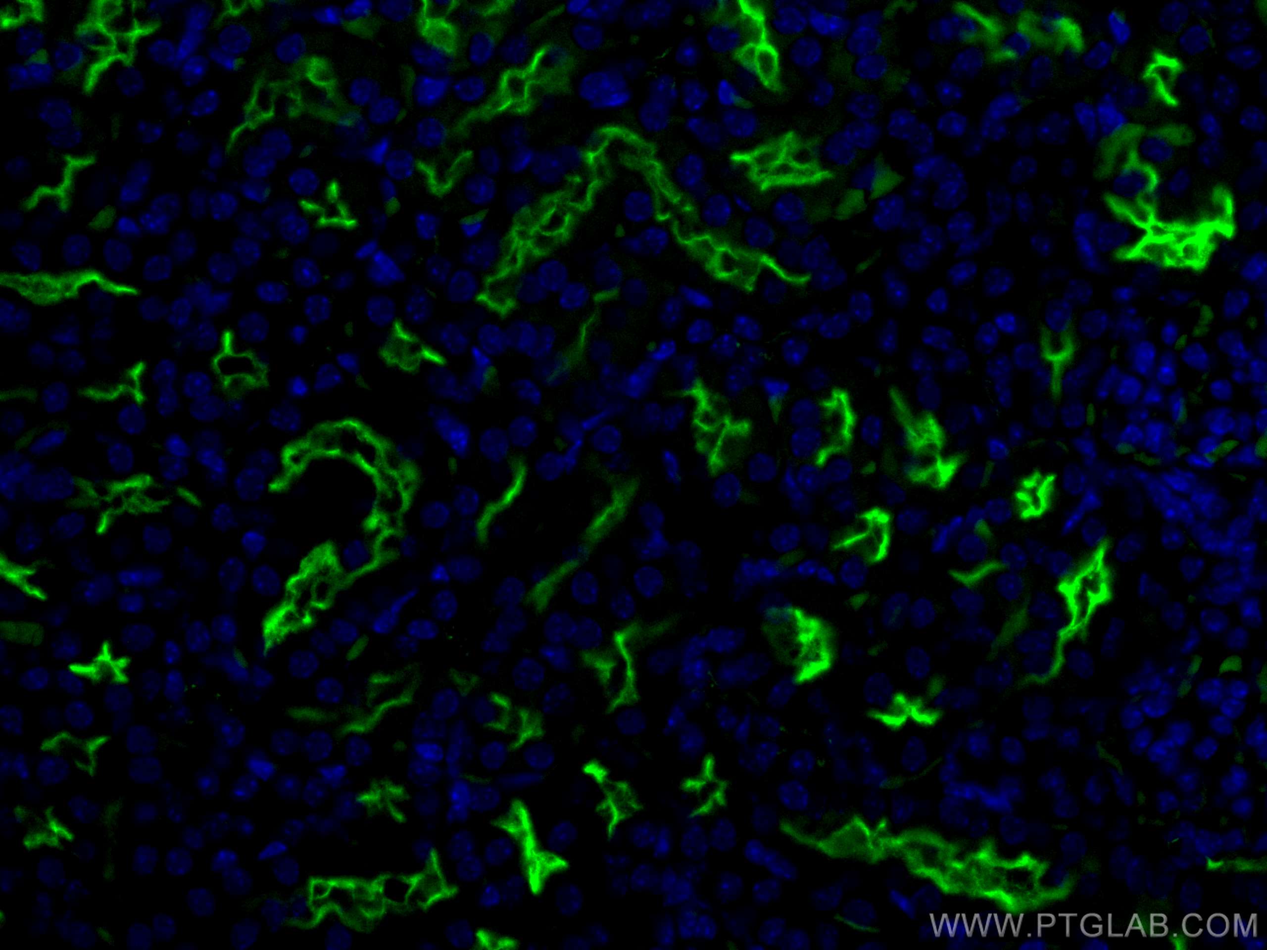 IF Staining of mouse kidney using CL488-18470