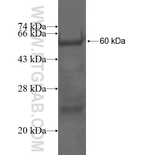 CD133 fusion protein Ag1579 SDS-PAGE