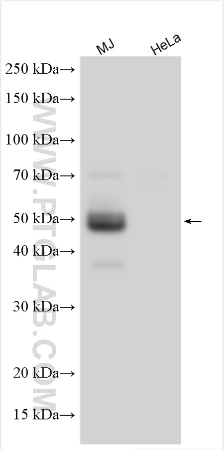 CD134/OX40