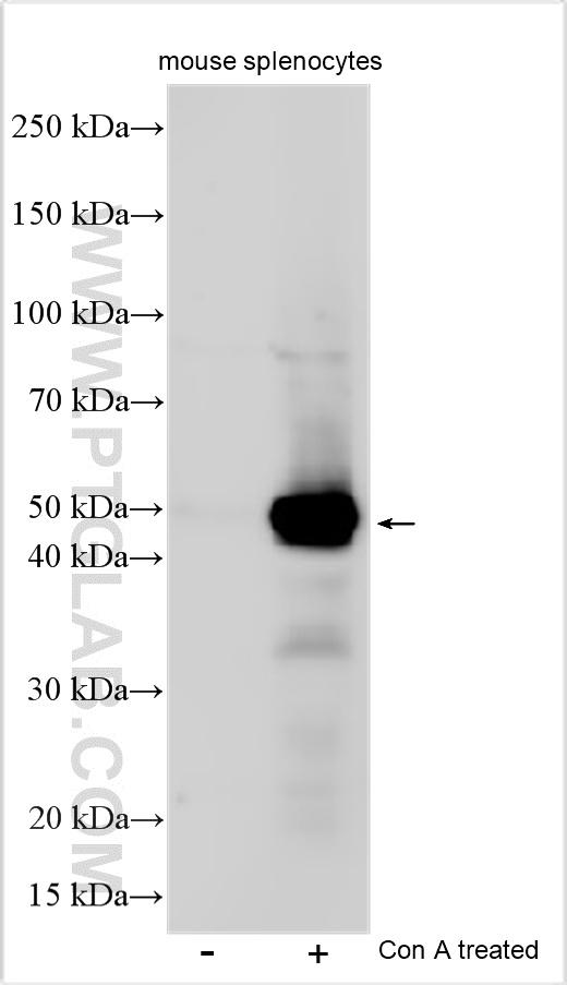 Various lysates were subjected to SDS PAGE followed by western blot with 32621-1-AP (CD134/OX40 antibody) at dilution of 1:600 incubated at room temperature for 1.5 hours. WB analysis using 32621-1-AP